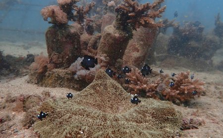 African and Commonwealth nations in Kenya urge quick execution of a key treaty protecting oceans