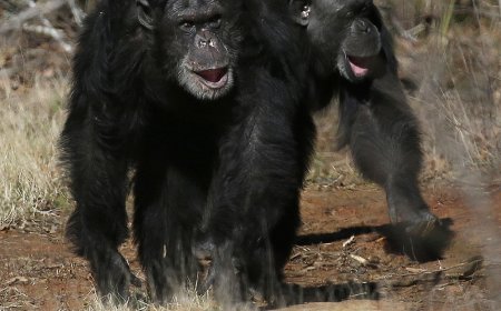 Get a load of this: Humans and great apes share similar giggles