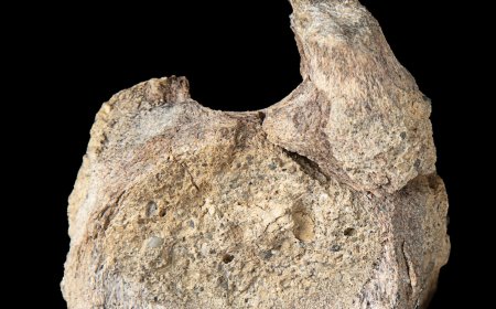 A rare dinosaur fossil from Antarctica is found tucked away in a drawer