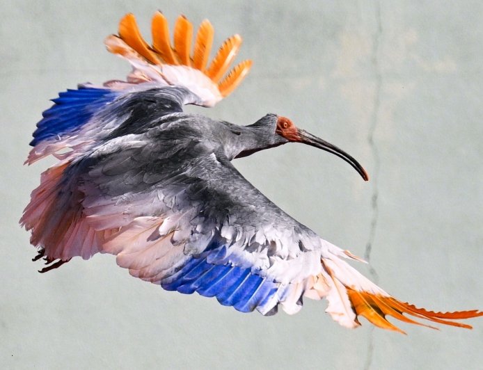 8 crested ibises released in Japan decades after extinction