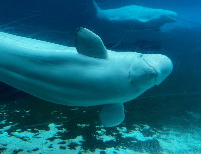 Canada backs plan to move whales from shuttered Marineland park to US and Spain