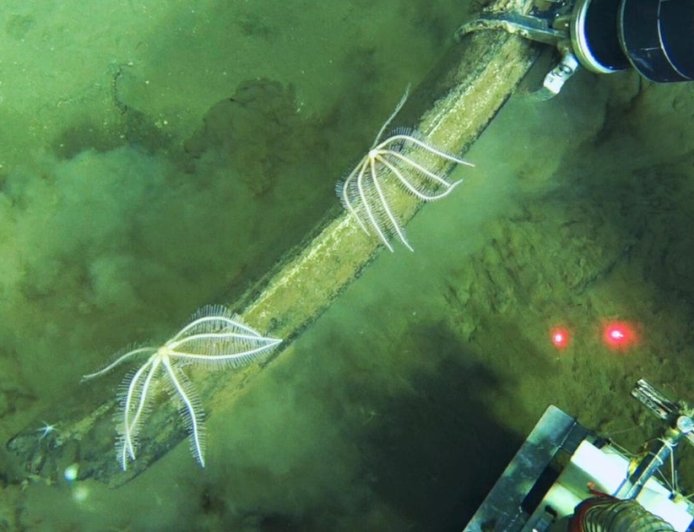 World's largest whale graveyard found by sub at bottom of ocean