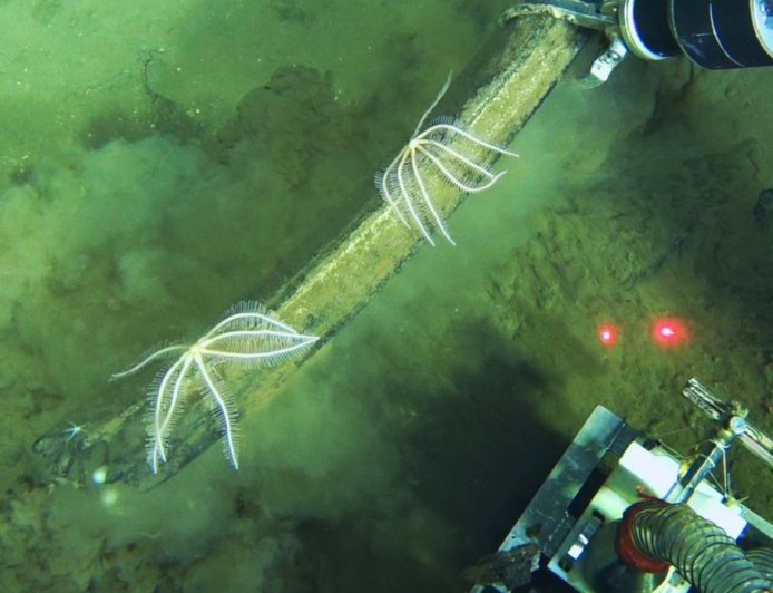Scientists discover a deep whale graveyard that is teeming with life