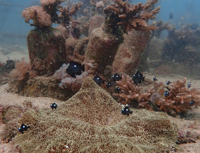 African and Commonwealth nations in Kenya urge quick execution of a key treaty protecting oceans