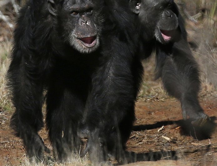 Get a load of this: Humans and great apes share similar giggles
