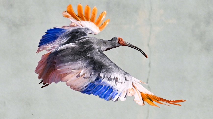 8 crested ibises released in Japan decades after extinction
