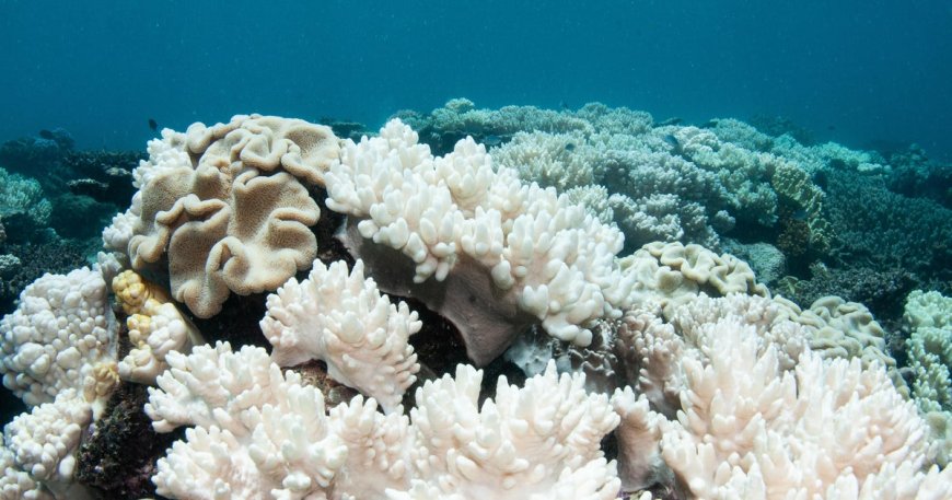 El Niño could bring more widespread coral bleaching, NOAA warns