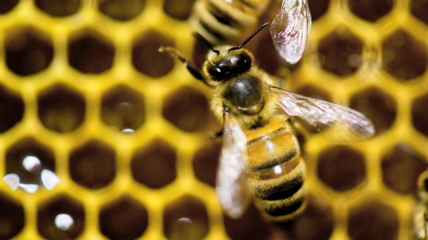 A diet of royal jelly isn't the only thing that makes a queen bee