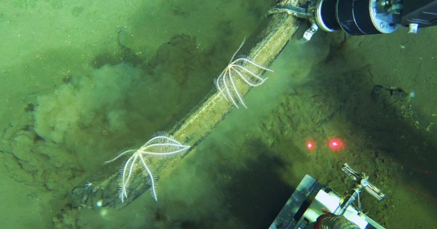 World's largest whale graveyard found by sub at bottom of ocean