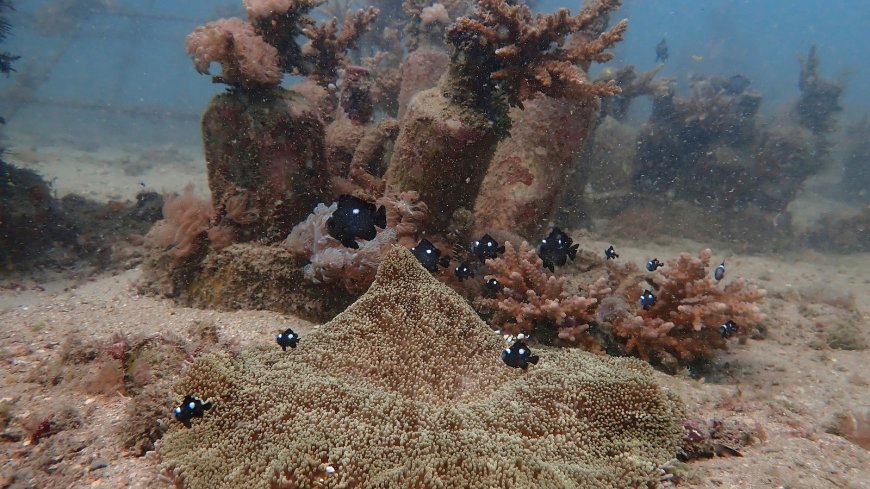African and Commonwealth nations in Kenya urge quick execution of a key treaty protecting oceans