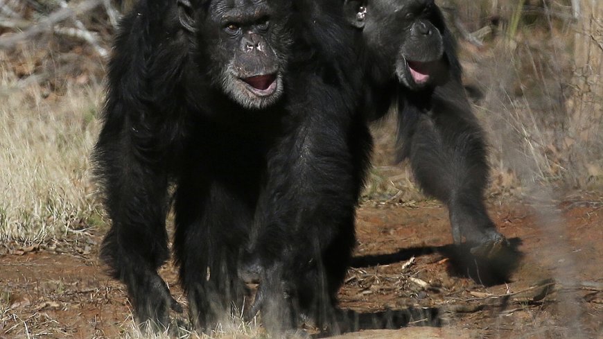 Get a load of this: Humans and great apes share similar giggles