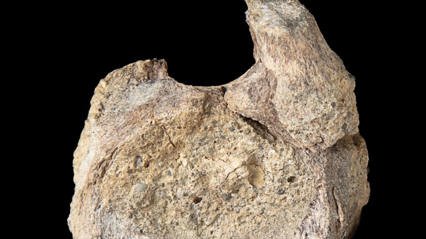 A rare dinosaur fossil from Antarctica is found tucked away in a drawer