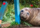 Australian officials ask fans to respect the privacy of Neil, a 1-ton seal who respects nothing