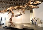 T. Rex Fossil Sells for $50.1 Million, Putting the King Back On Top