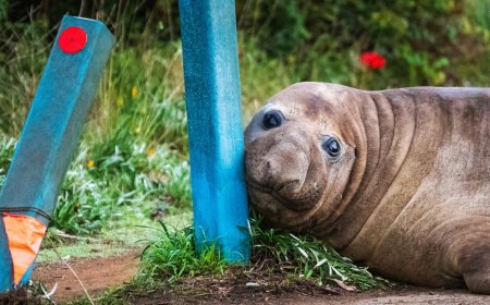 Australian officials ask fans to respect the privacy of Neil, a 1-ton seal who respects nothing