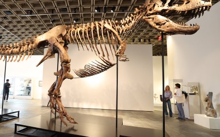 T. Rex Fossil Sells for $50.1 Million, Putting the King Back On Top