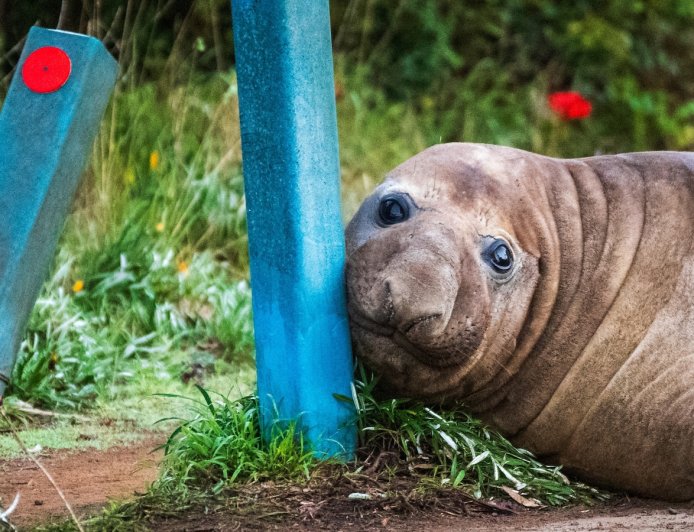 Officials ask fans to respect privacy of Neil, a 1-ton seal who respects nothing