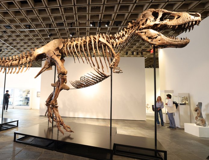 T. Rex Fossil Sells for $50.1 Million, Putting the King Back On Top