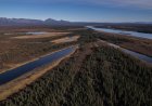 A jungle grows in the Arctic, but warming is changing Earth's mini-greenhouse