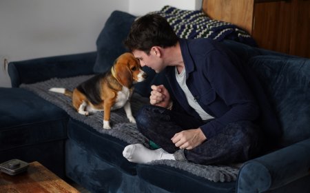Gene-edited beagles may offer a future option for people with dog allergies