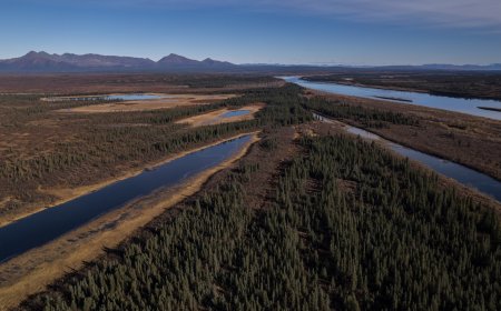A jungle grows in the Arctic, but warming is changing Earth's mini-greenhouse