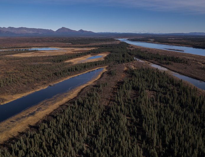 A jungle grows in the Arctic, but warming is changing Earth's mini-greenhouse
