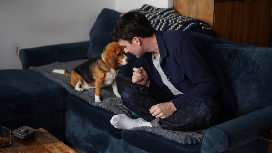 Gene-edited beagles may offer a future option for people with dog allergies