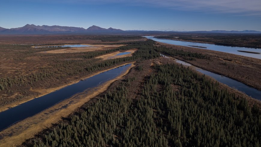 A jungle grows in the Arctic, but warming is changing Earth's mini-greenhouse